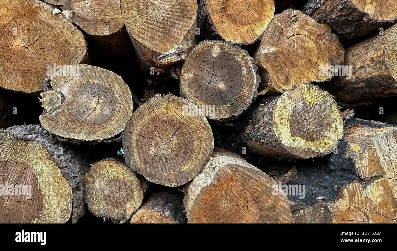 Primo piano dei tronchi di alberi tagliati Foto Stock