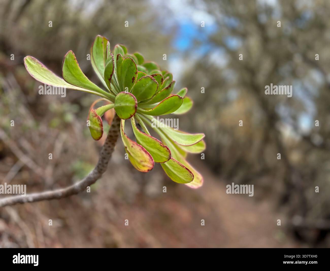 Verode e foresta nelle Isole Canarie Foto Stock