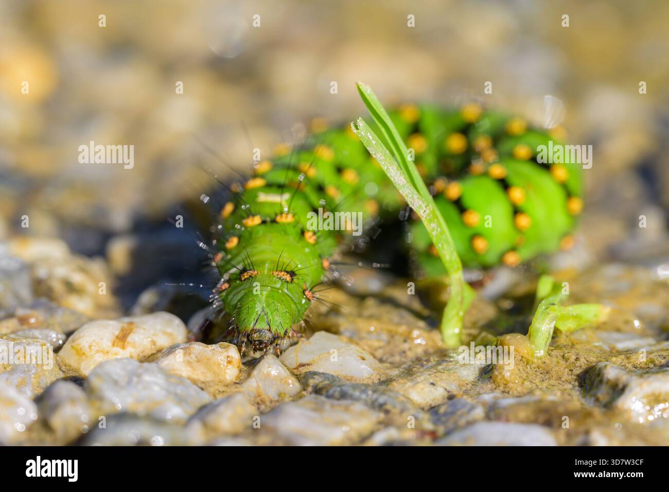 bruco verde colorato di un piccolo imperatore Moth che strizza per terra in una giornata di sole (Austria) Foto Stock