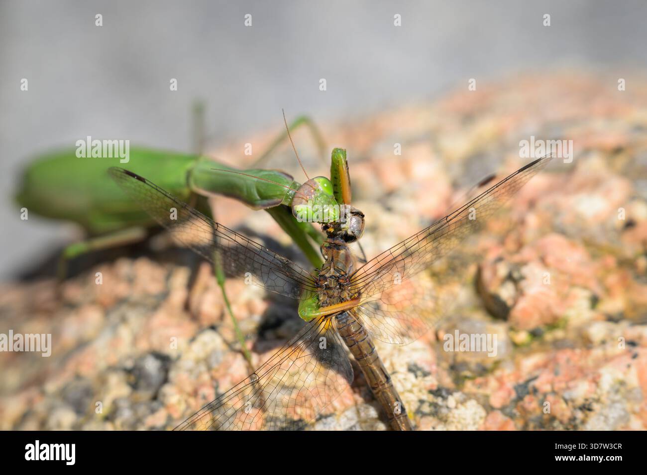 Una mantide di preghiera siede su una pietra alla luce del sole mangiando una libellula catturata Foto Stock