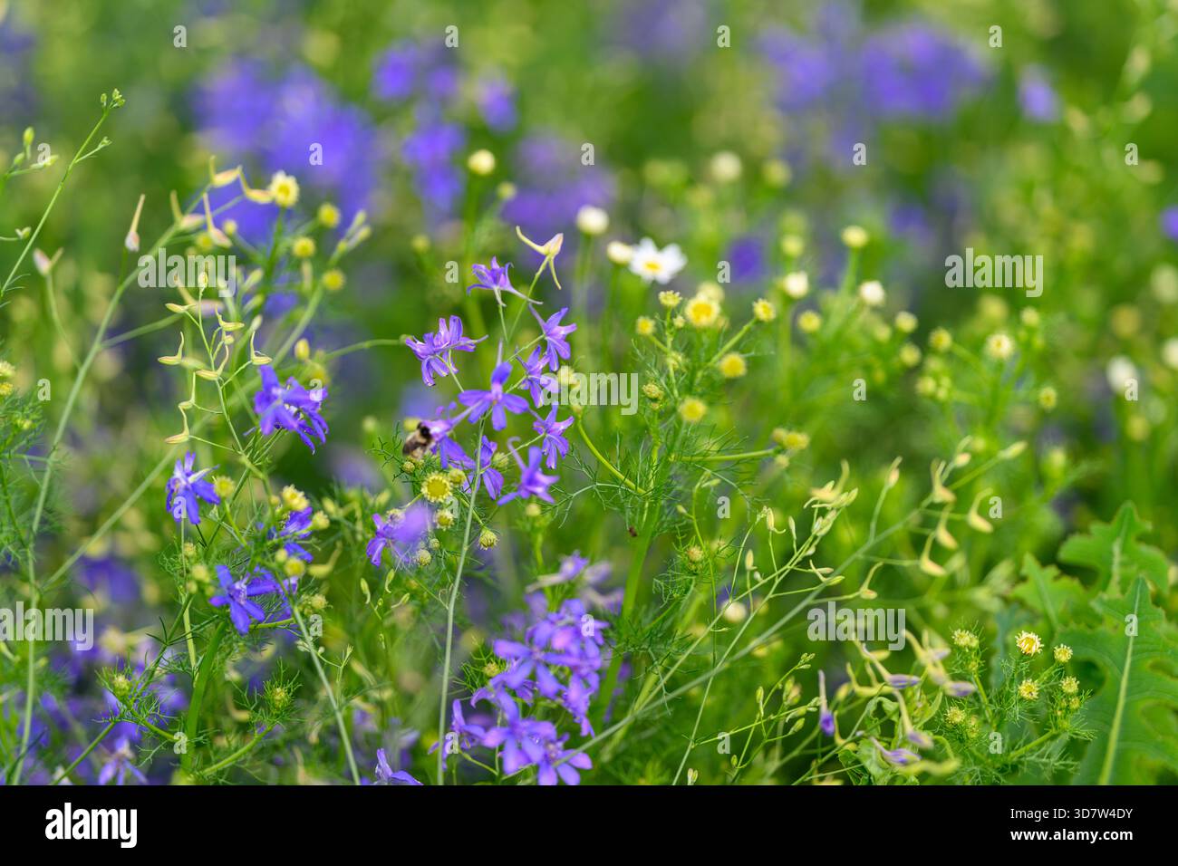 Un'incredibile esposizione di fiori selvatici mostra vibranti viola e giallo brillante, mettendo in risalto la bellezza della natura Foto Stock