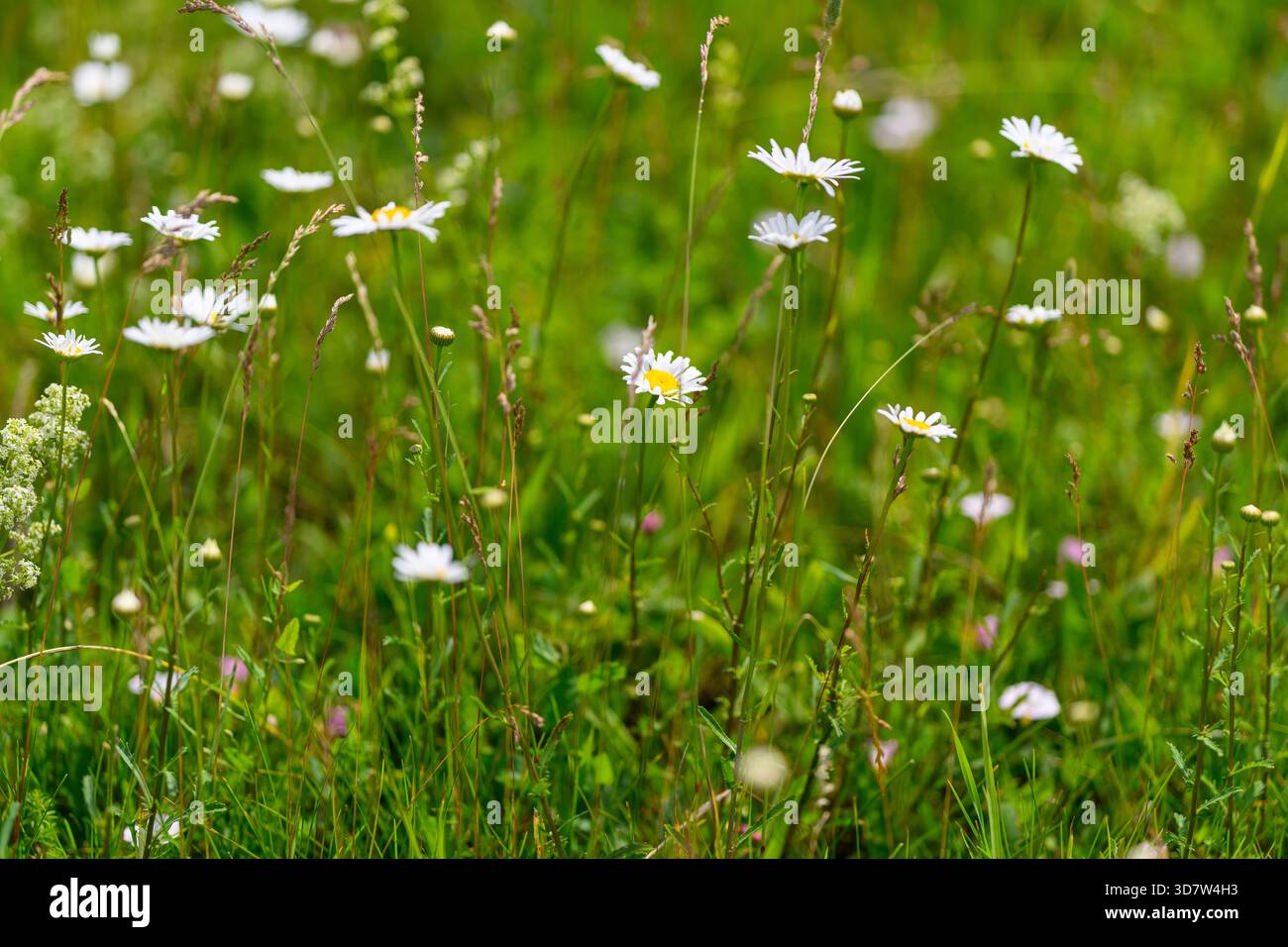 Un prato lussureggiante pieno di delicati fiori selvatici che ondeggiano dolcemente nella brezza, catturando la bellezza della natura. Foto Stock