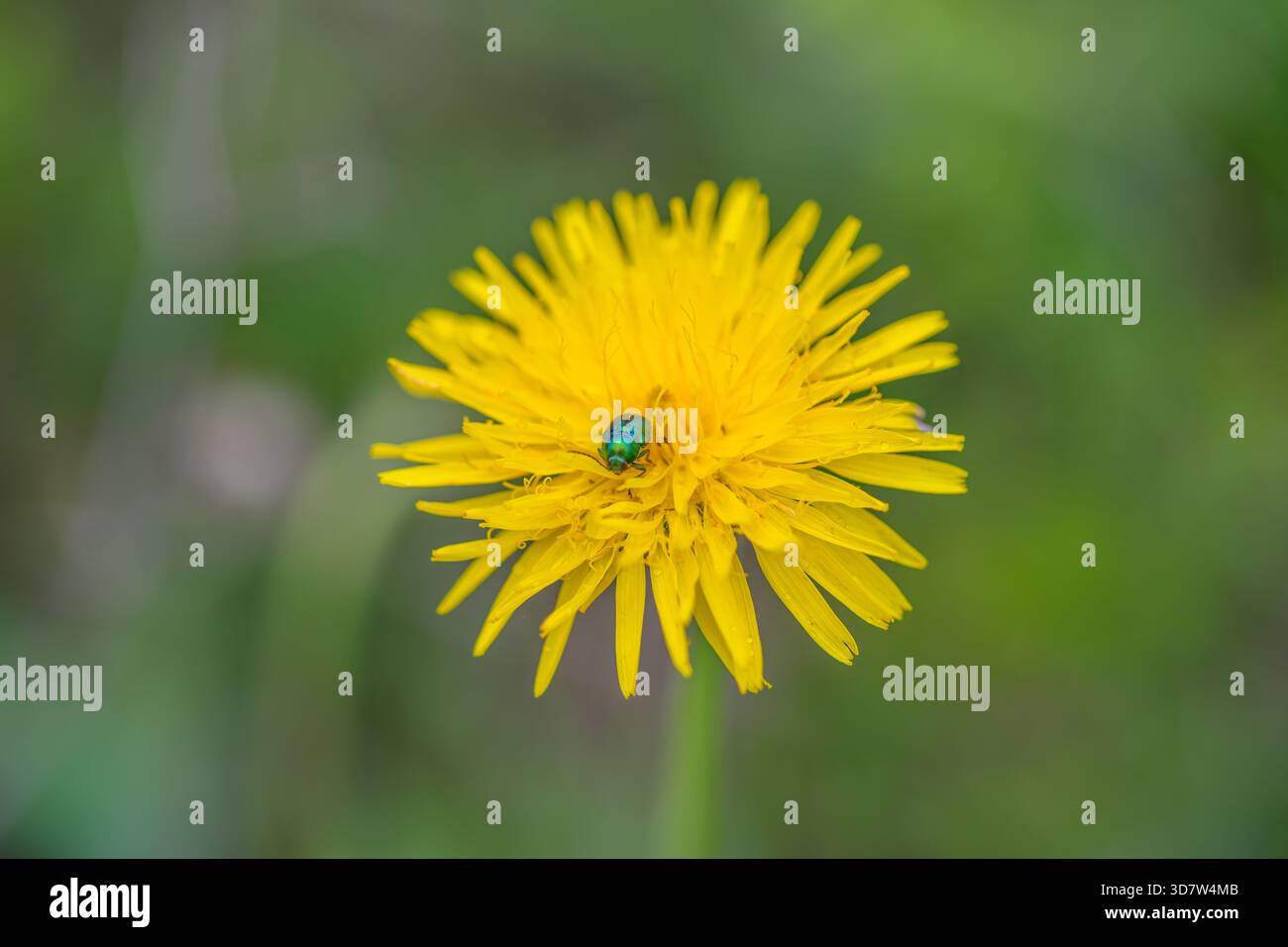 Un meraviglioso fiore di dente di leone giallo che mostra un vivace coleottero verde, che illustra lo splendore della natura Foto Stock