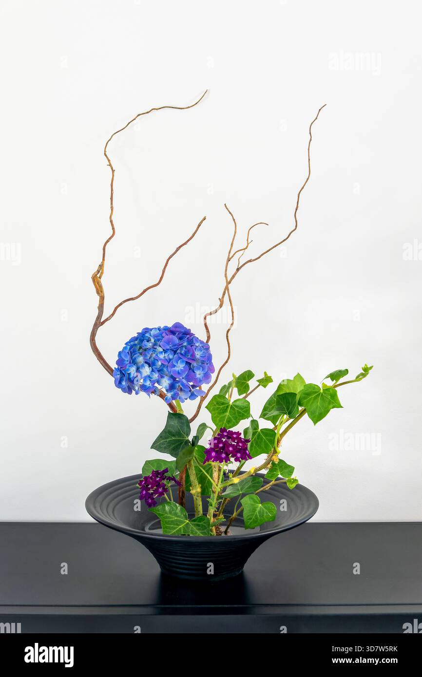 Composizione floreale Ikebana con ortensie blu e edera in vaso nero su sfondo bianco Foto Stock