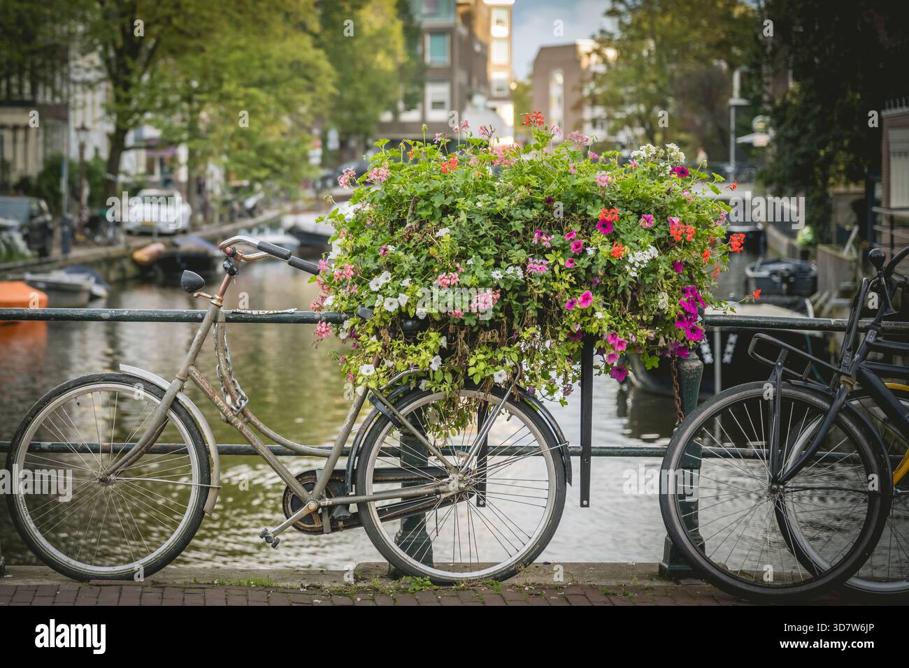 Biciclette e fiori vivaci su un ponte su un canale in un ambiente urbano verdeggiante. Amsterdam,. Paesi Bassi Foto Stock