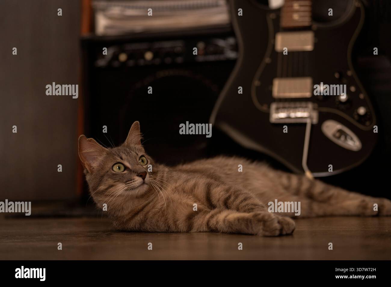 Un gatto rilassato sdraiato sul pavimento vicino a una chitarra e un amplificatore, occhi spalancati. Foto Stock