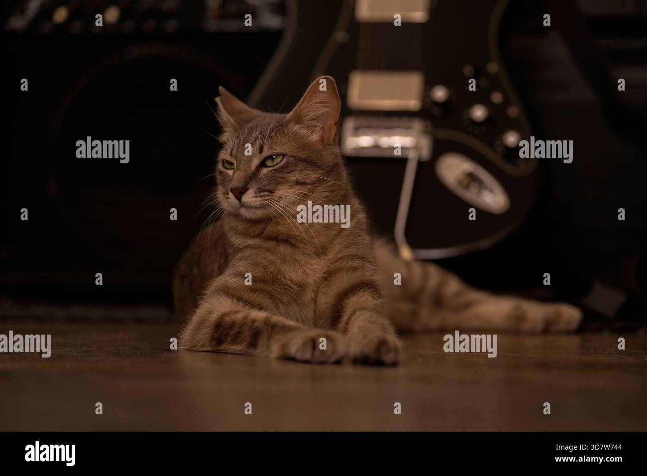 Un gatto da tabby rilassato adagiato su un pavimento di legno di fronte a una chitarra elettrica nera. Foto Stock
