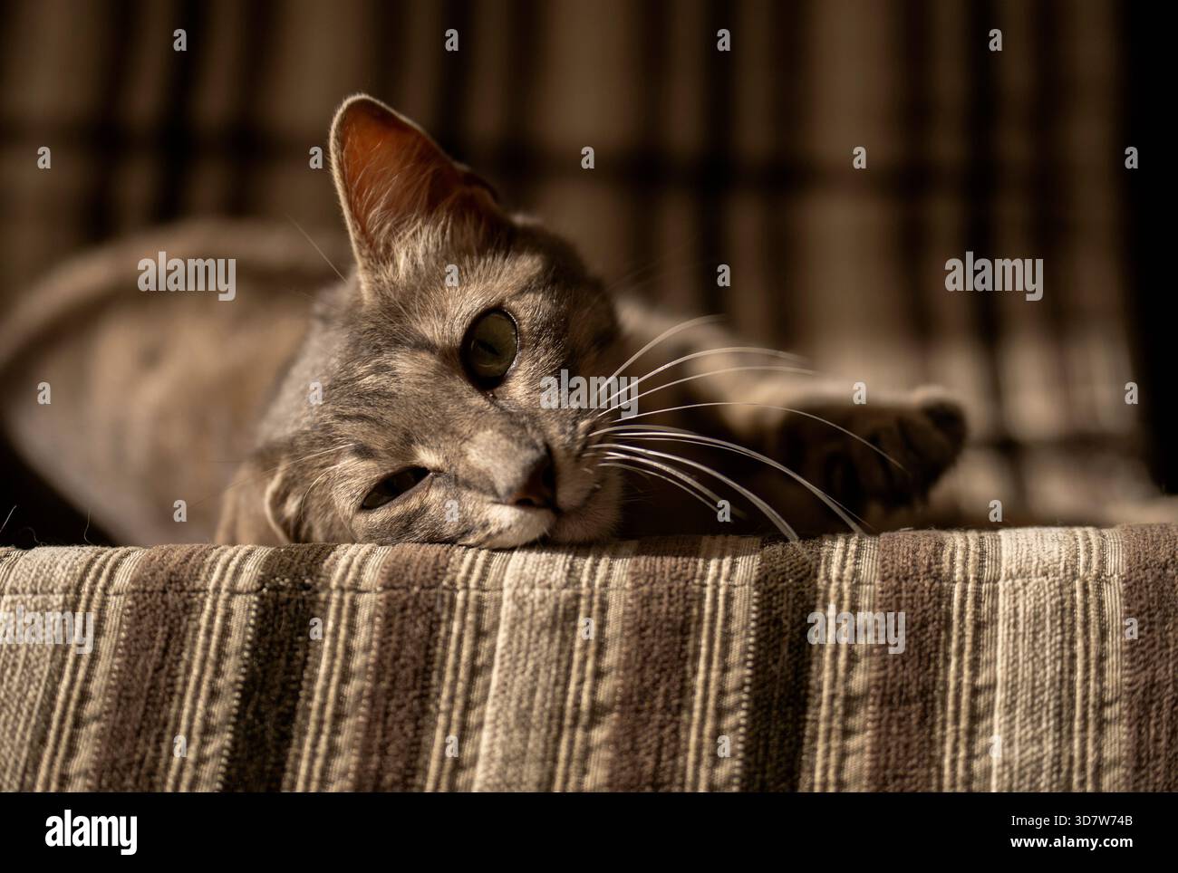 Gatto disteso su una coperta a righe con un'espressione rilassata e di contenuto. Foto Stock