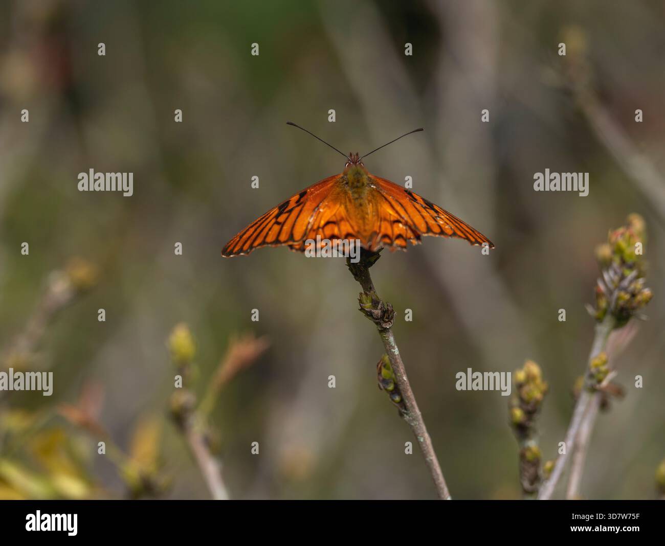 Una vivace farfalla arancione arroccata su un ramo in erba in un ambiente naturale. Foto Stock