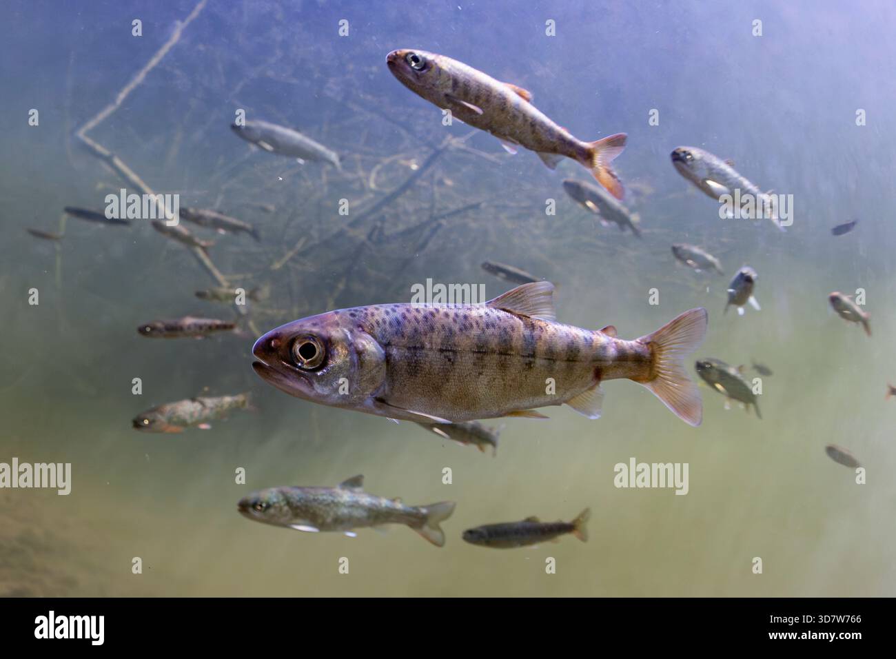 Pesci che nuotano sott'acqua con rami visibili sullo sfondo. Coho Salmon parr e Juvenile Coastal Cutthroat Trout, Alaska, USA Foto Stock