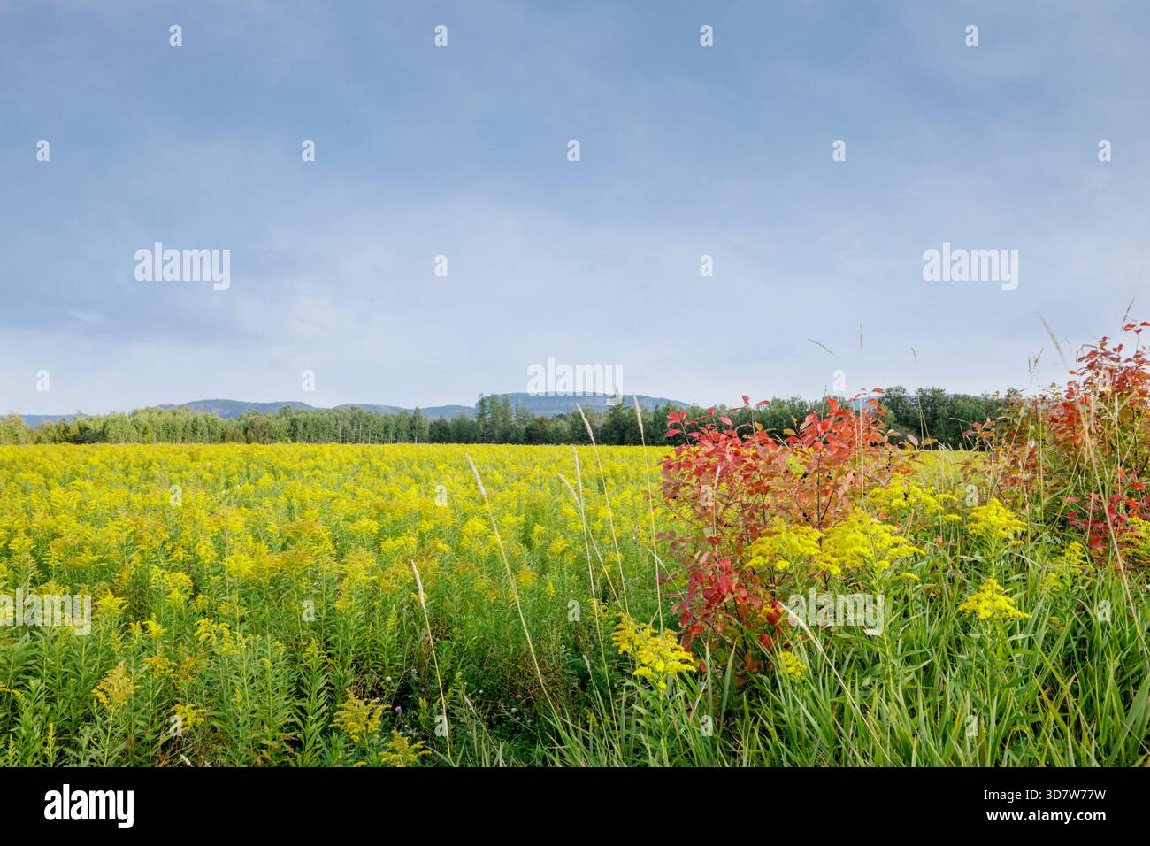 Vivace campo di fiori gialli sotto un cielo blu con alberi e colline lontane Ontario, Canada Foto Stock