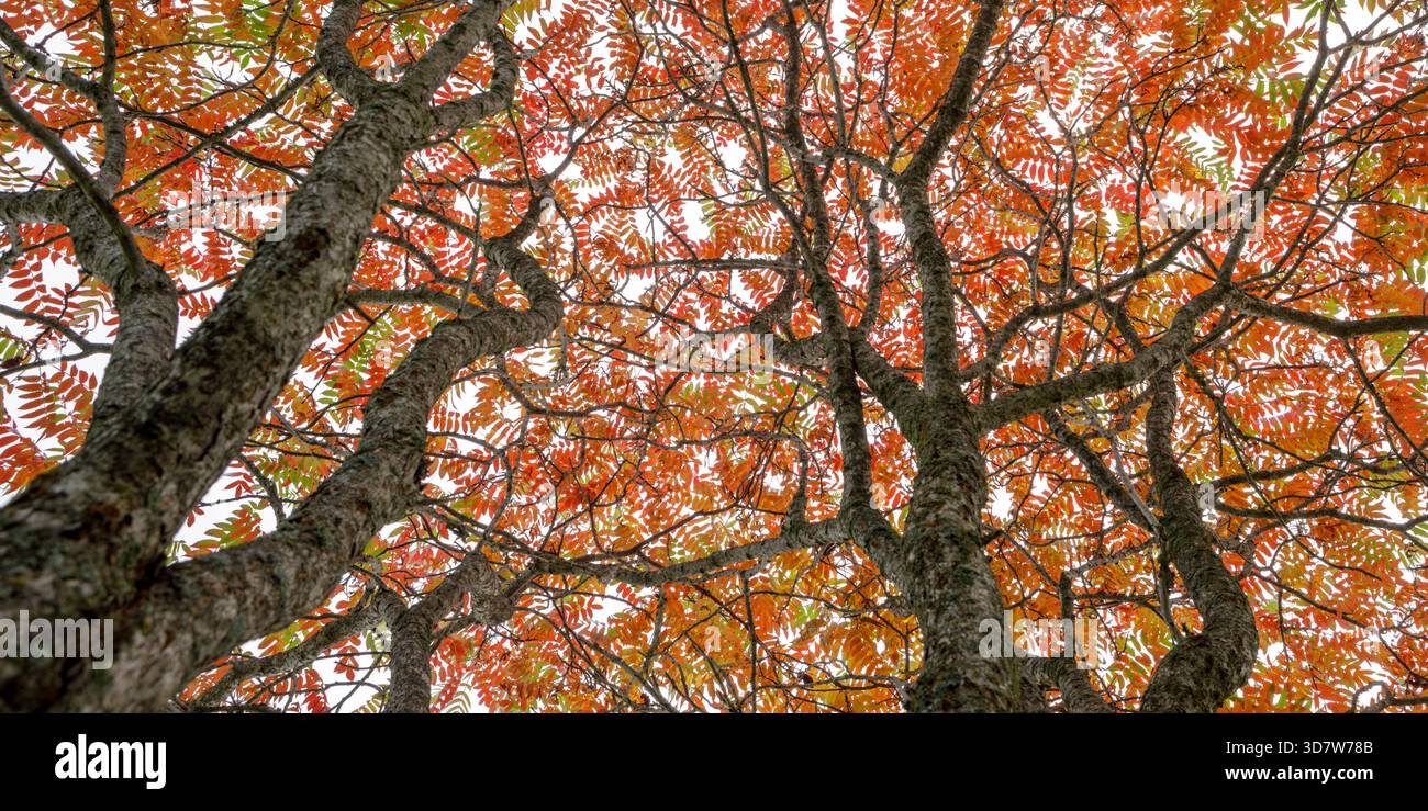 Vista dal basso dei rami degli alberi con foglie d'autunno rosse e arancioni contro il cielo. Ontario, Canada Foto Stock