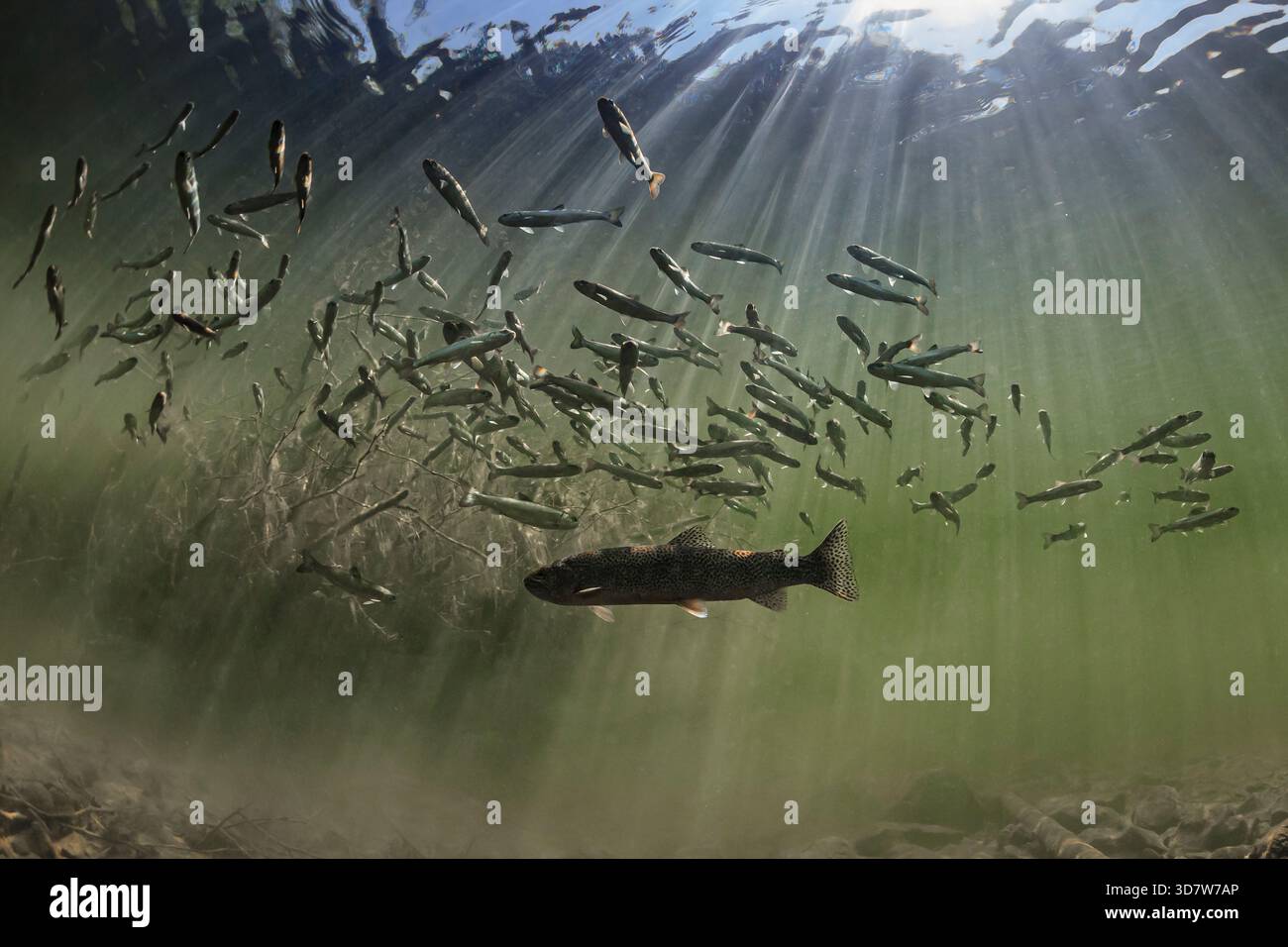 Trota costiero, Dolly Varden e Coho Salmon vicino a un rifugio di castoro, Alaska, Stati Uniti Foto Stock