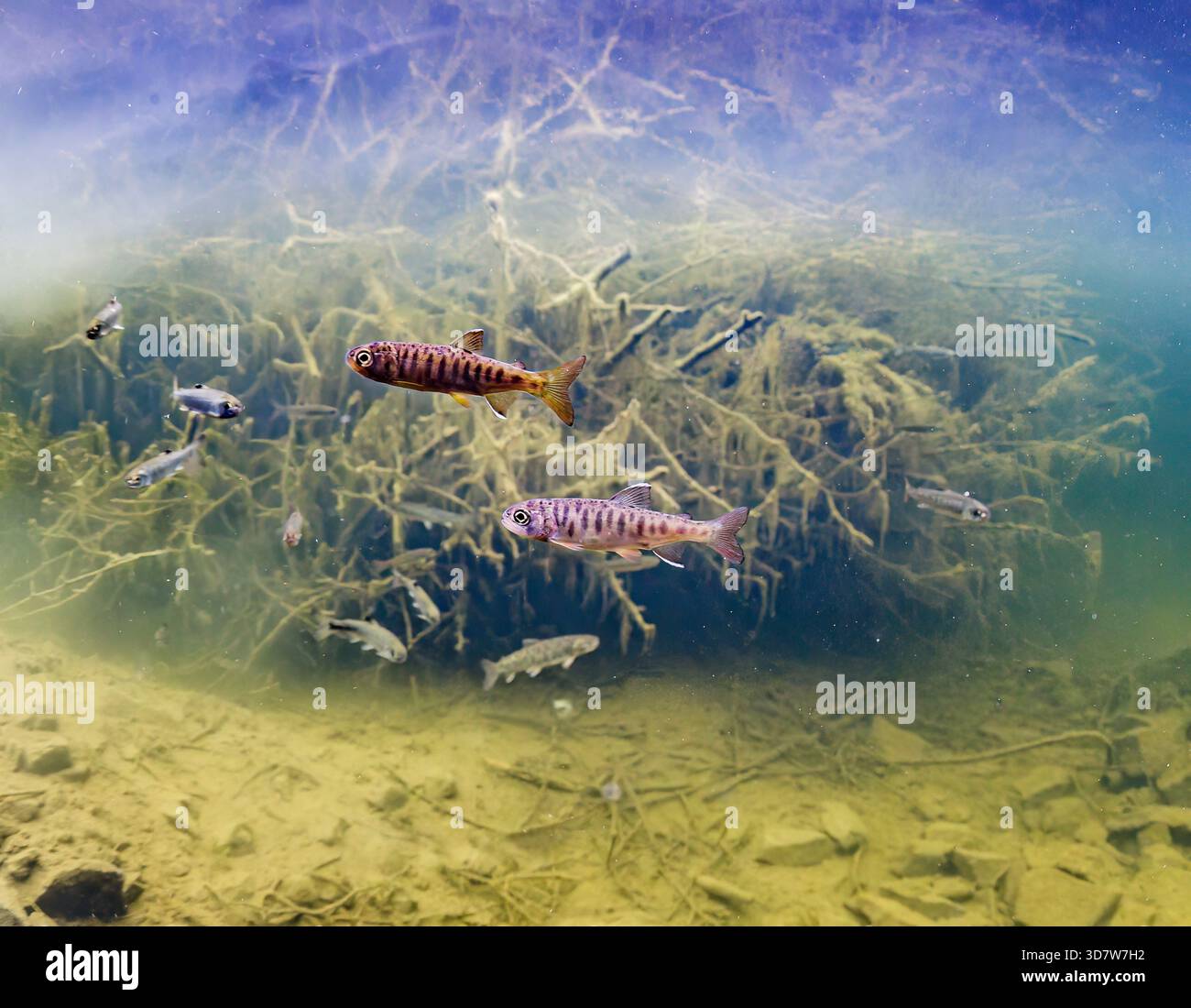 Scenario subacqueo con pesci che nuotano su un fondo sabbioso e coperto di radici in acque cristalline. Coho Salmon parr pair, Alaska, Stati Uniti Foto Stock