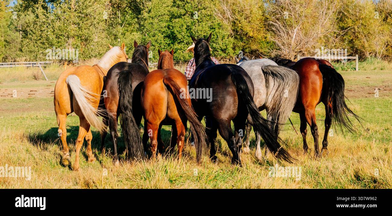 Sei cavalli vicini in un campo erboso, rivolti lontano dalla telecamera. Oregon, Stati Uniti Foto Stock