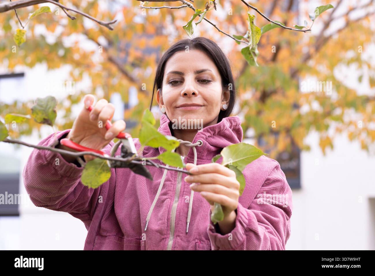 Donna in giacca rosa potare un ramo d'albero con foglie autunnali colorate sullo sfondo. Germania Foto Stock