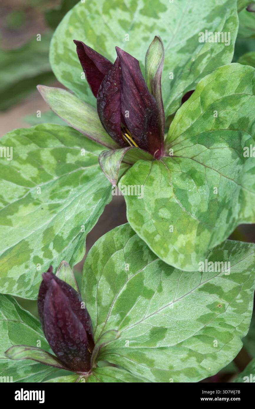 American Wood Lily, Red Trillium sessile Foto Stock
