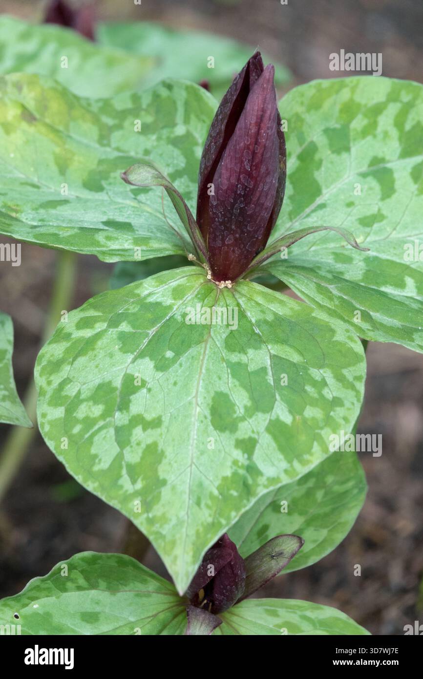 Trillium sessili Foto Stock