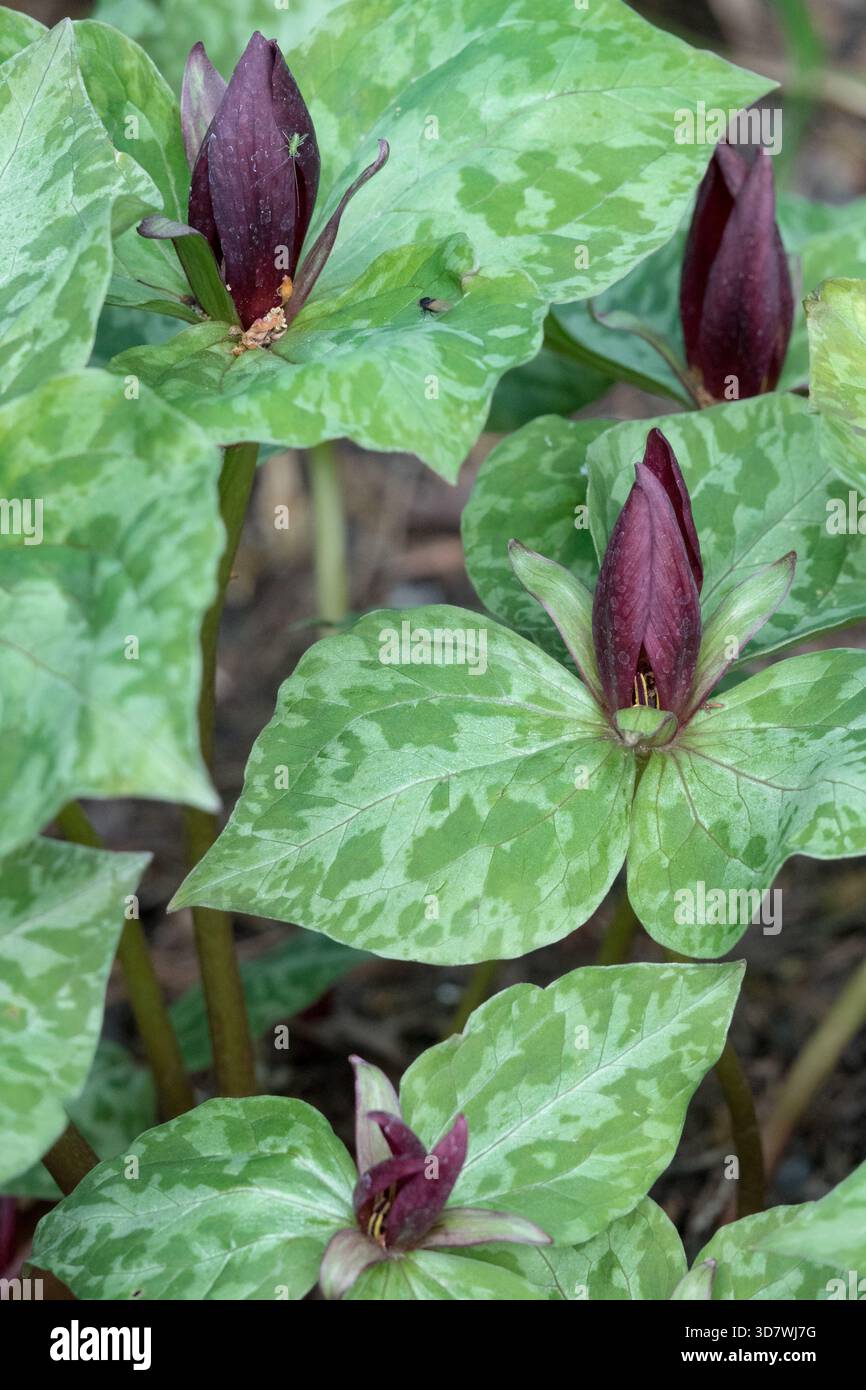 American Wood Lily, Sessile Trillium Toadshade Red Trillium Sessile Wake Robin, Trillium sessile Foto Stock