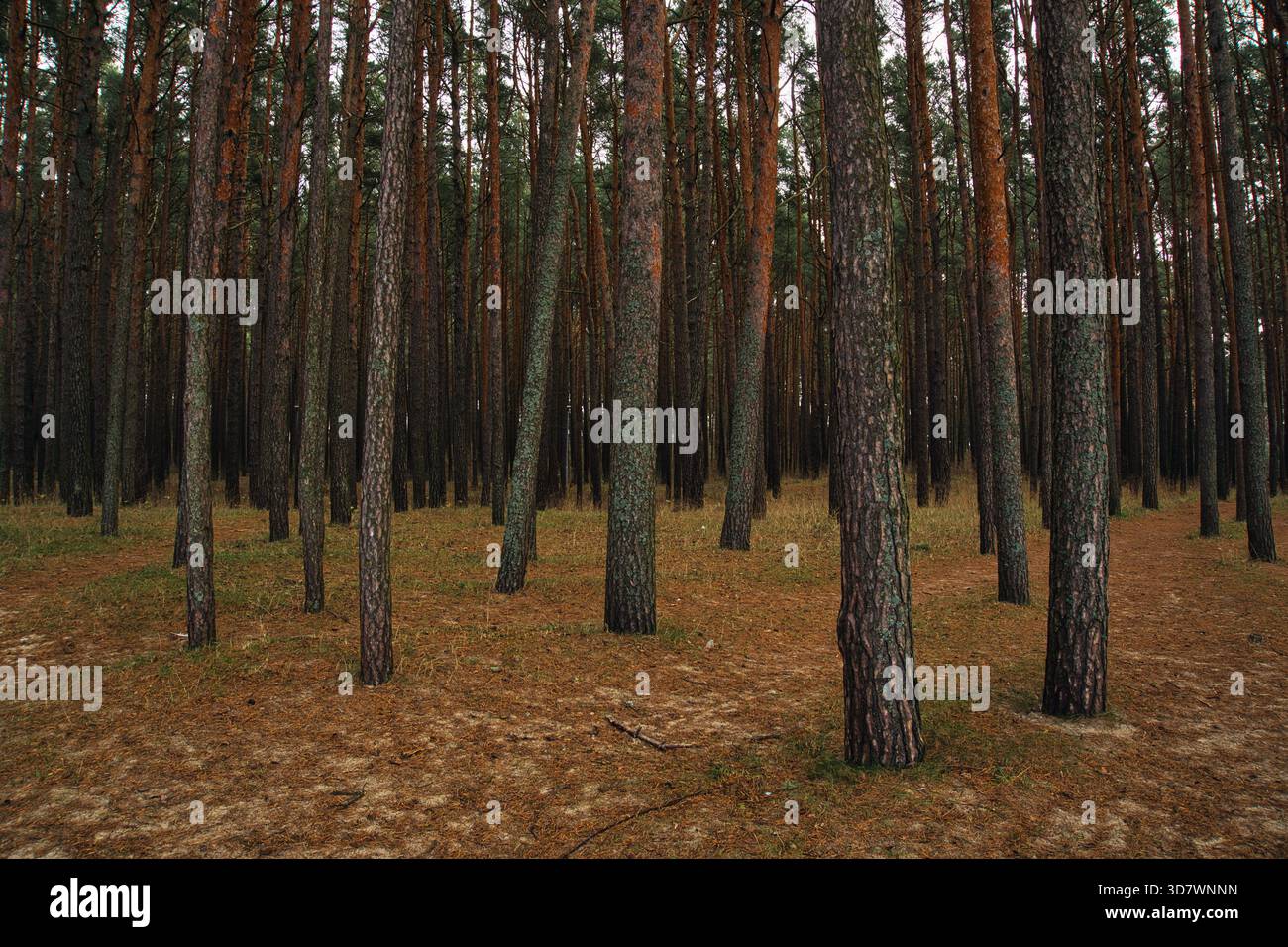 Pavimento alto della foresta di pini in toni autunnali Foto Stock