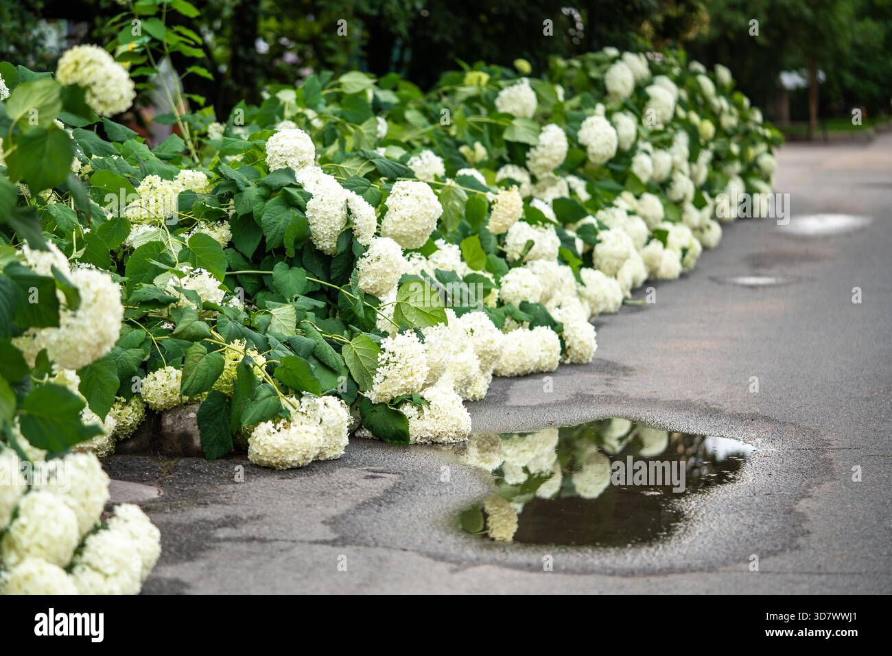 Ortensie ortensie fioriscono cadute da steli saturi dopo forti piogge in giardino con acqua stagnante nelle vicinanze. Teste di fiori danneggiate dall'acqua sulla terra umida, piante da giardino bagnate dalla pioggia, postumi da giardino Foto Stock