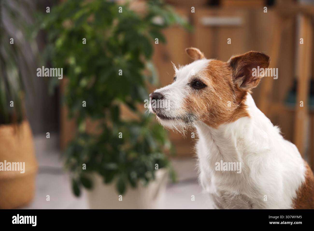 Jack Russell Terrier seduto in posizione verticale all'interno con uno sguardo affilato e attento. Uno sfondo domestico con piante dona alla scena un'atmosfera accogliente e vissuta. Foto Stock