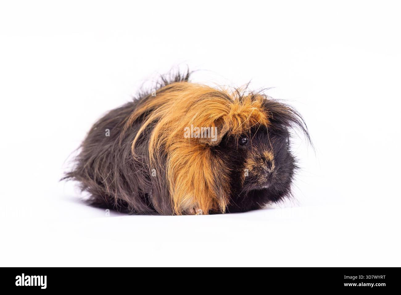 Cavia tricolore a pelo lungo su sfondo bianco, cappotto nero e marrone scuro Foto Stock