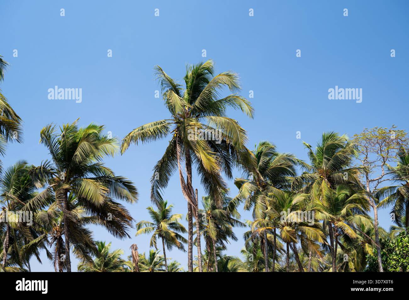 Palme sulla spiaggia di Goa, India meridionale, costa occidentale tropicale, Mar Arabico in Asia, destinazione di vacanza e viaggio Foto Stock