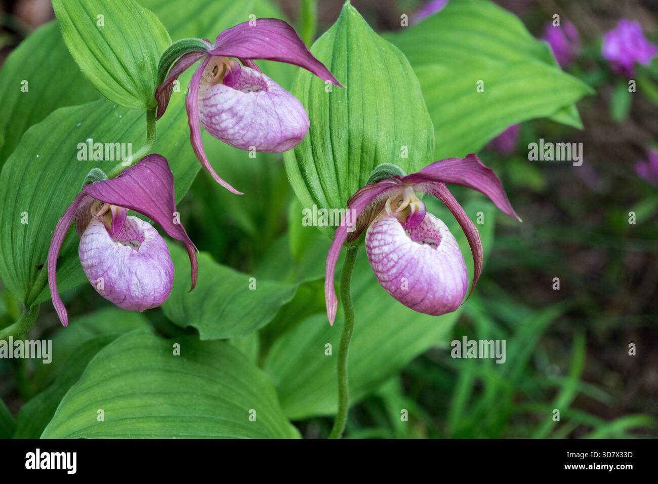 Cypripedium in giardino Orchidea fiori stagione primaverile maggio giardino Foto Stock