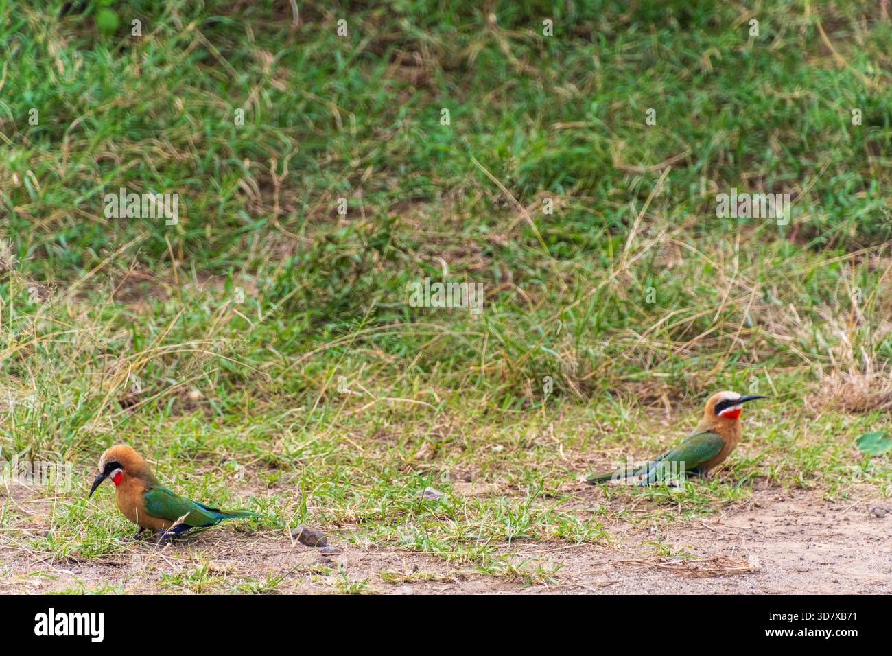 Teleobiettivo di due mangiatori di api dalla fronte bianca - bullockoides Merops - vicino al parco nazionale del lago Nakuru in Kenya Foto Stock