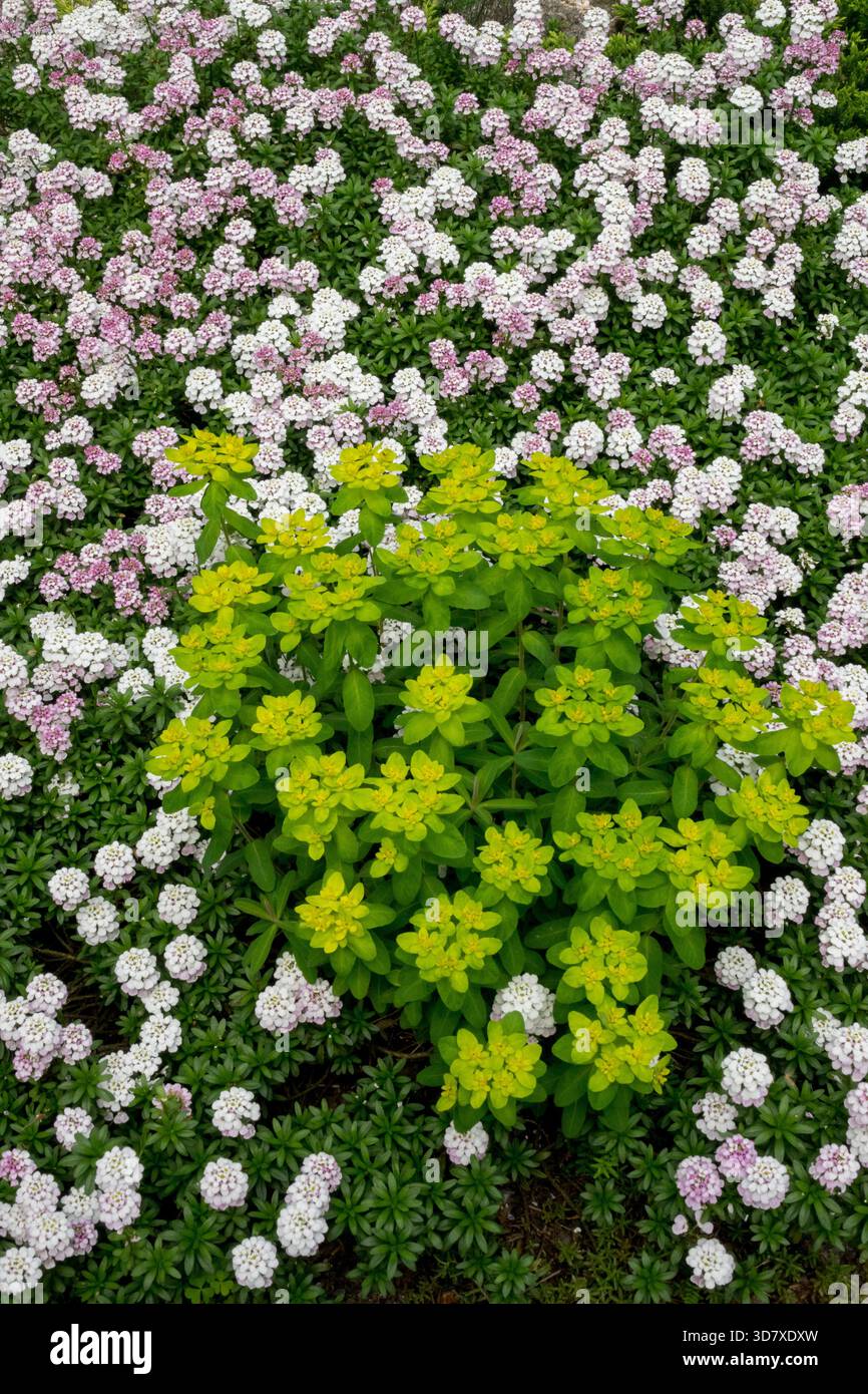 Cuscino Spurga euforbia epithymoides Sweet Alyssum Lobularia maritima Foto Stock