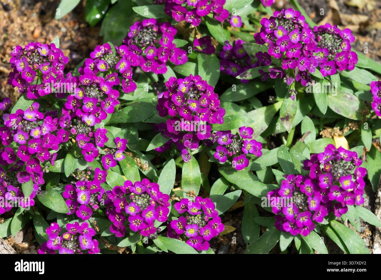 Sweet Alyssum Lobularia maritima Foto Stock