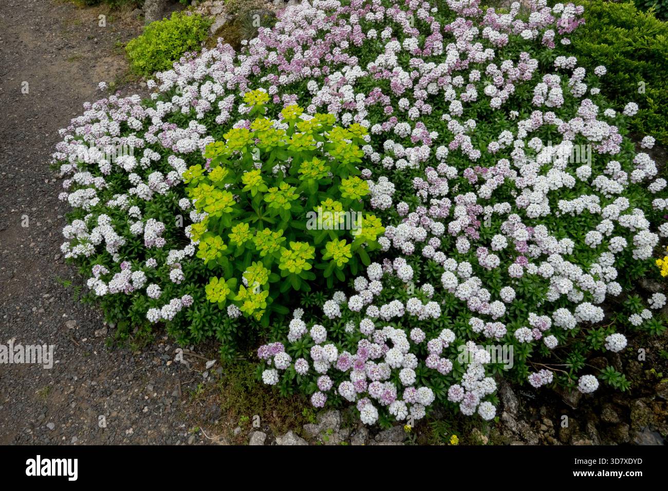 Cuscino Spurga Sweet Alyssum Lobularia maritima tappeto in giardino Foto Stock