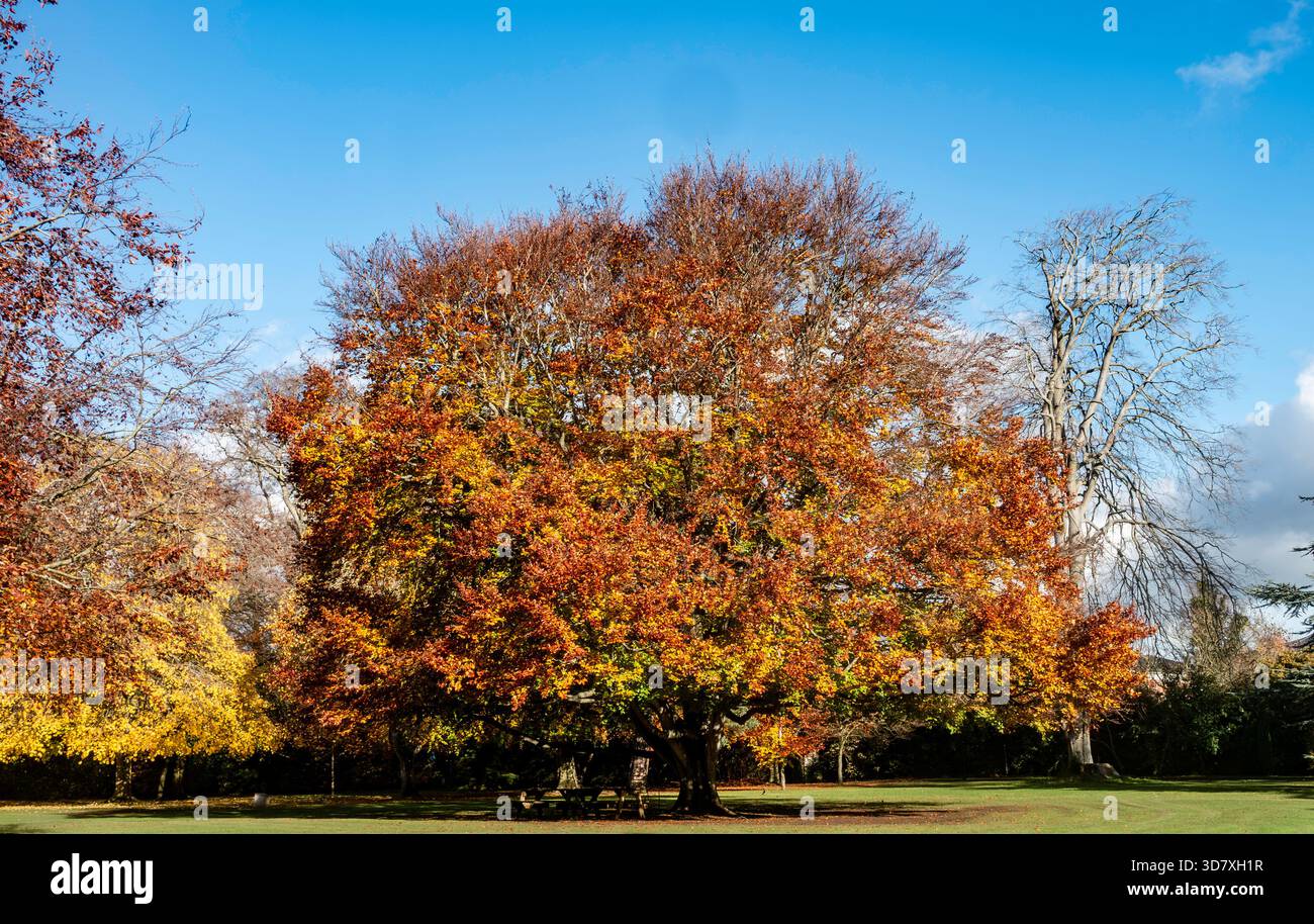 Grande faggio europeo (Fagus sylvatica) che mostra un fogliame autunnale di rame vivo in un paesaggio del parco sotto un cielo azzurro. Foto Stock