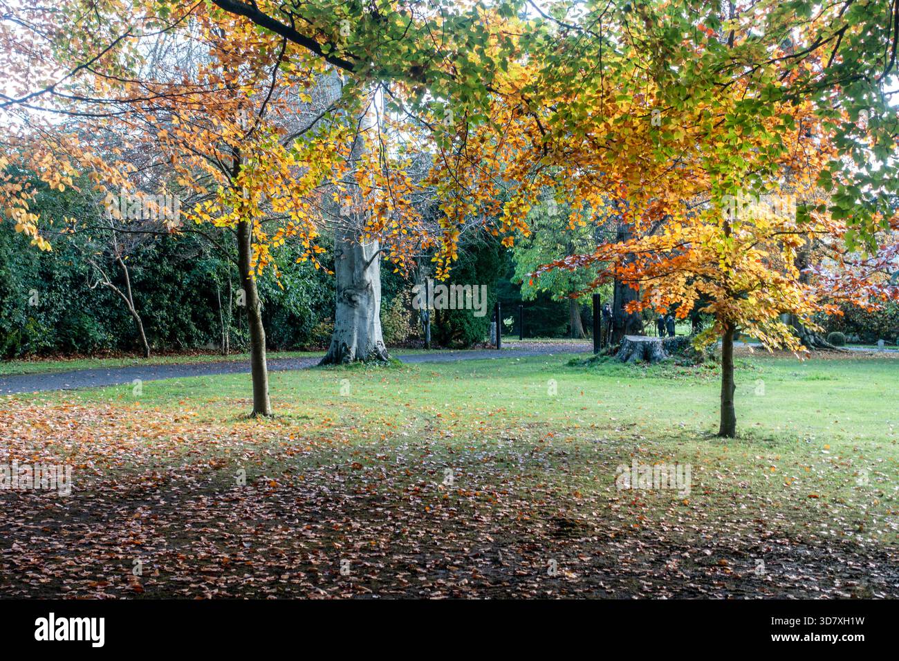 Faggi autunnali (Fagus sylvatica) in un parco, con fogliame dorato e arancio che circonda un faggio maturo dal tronco grigio liscio in una giornata di stagione luminosa Foto Stock