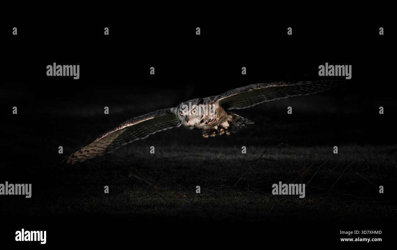 Primo piano di un gufo eurasiatico (bubo bubo), umore oscuro, centrato, copia spazio, 16:9 Foto Stock