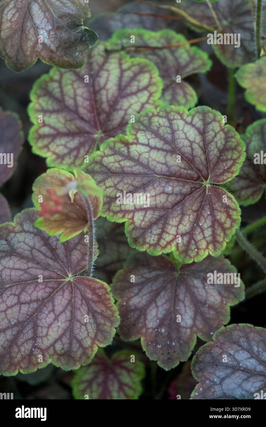Intricato motivo a vena viola sulla foglia verde di campane di corallo, Heuchera 'Green Spice', in un giardino. Foto Stock