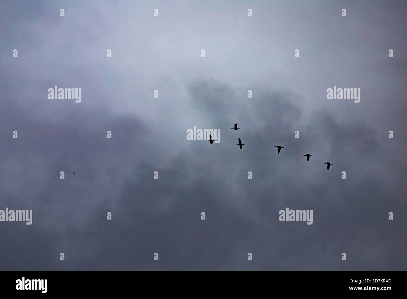 Stormo di uccelli che volano attraverso il cielo nuvoloso in un'atmosfera serena Foto Stock