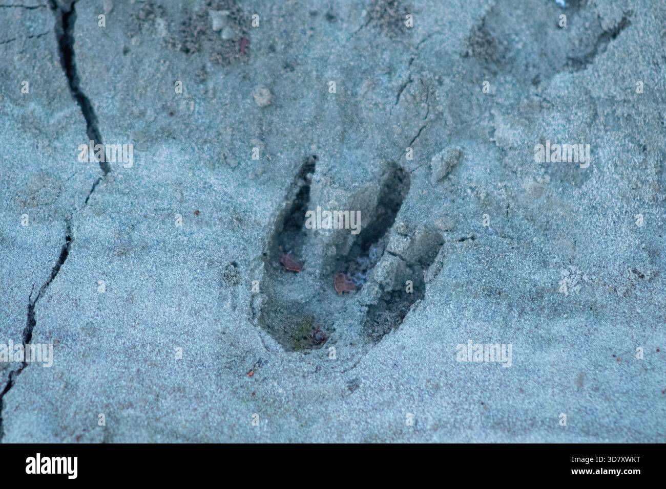 Primo piano di una pista del capybara pressata nel suolo umido che simboleggia la presenza della fauna selvatica e la natura incontaminata. Ideale per progetti di conservazione explora Foto Stock