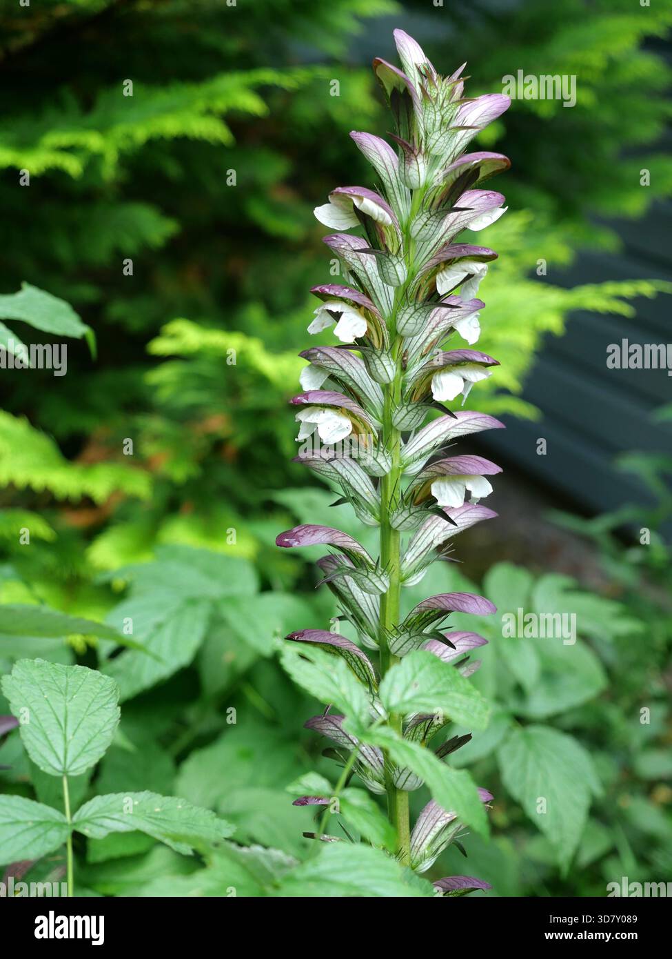 Acanto Acanthus mollis fiore spike Breech Orso pianta ornamentale con fiori tubolari e bract decorativi. Copyspace. Primo piano Foto Stock