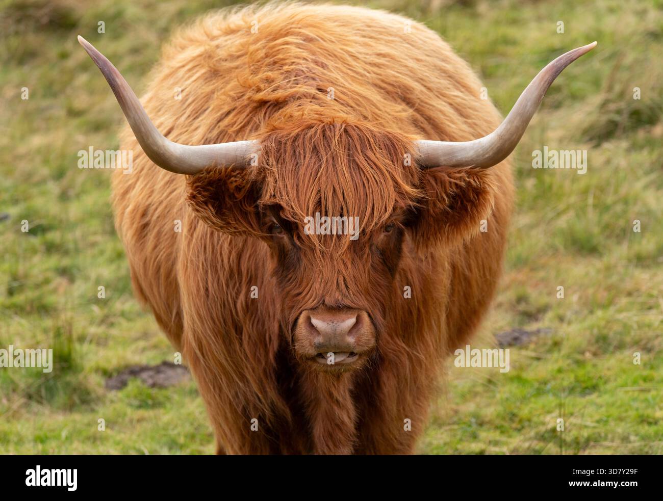Toro di Coo delle Highland, Isola di Mull, Scozia Foto Stock