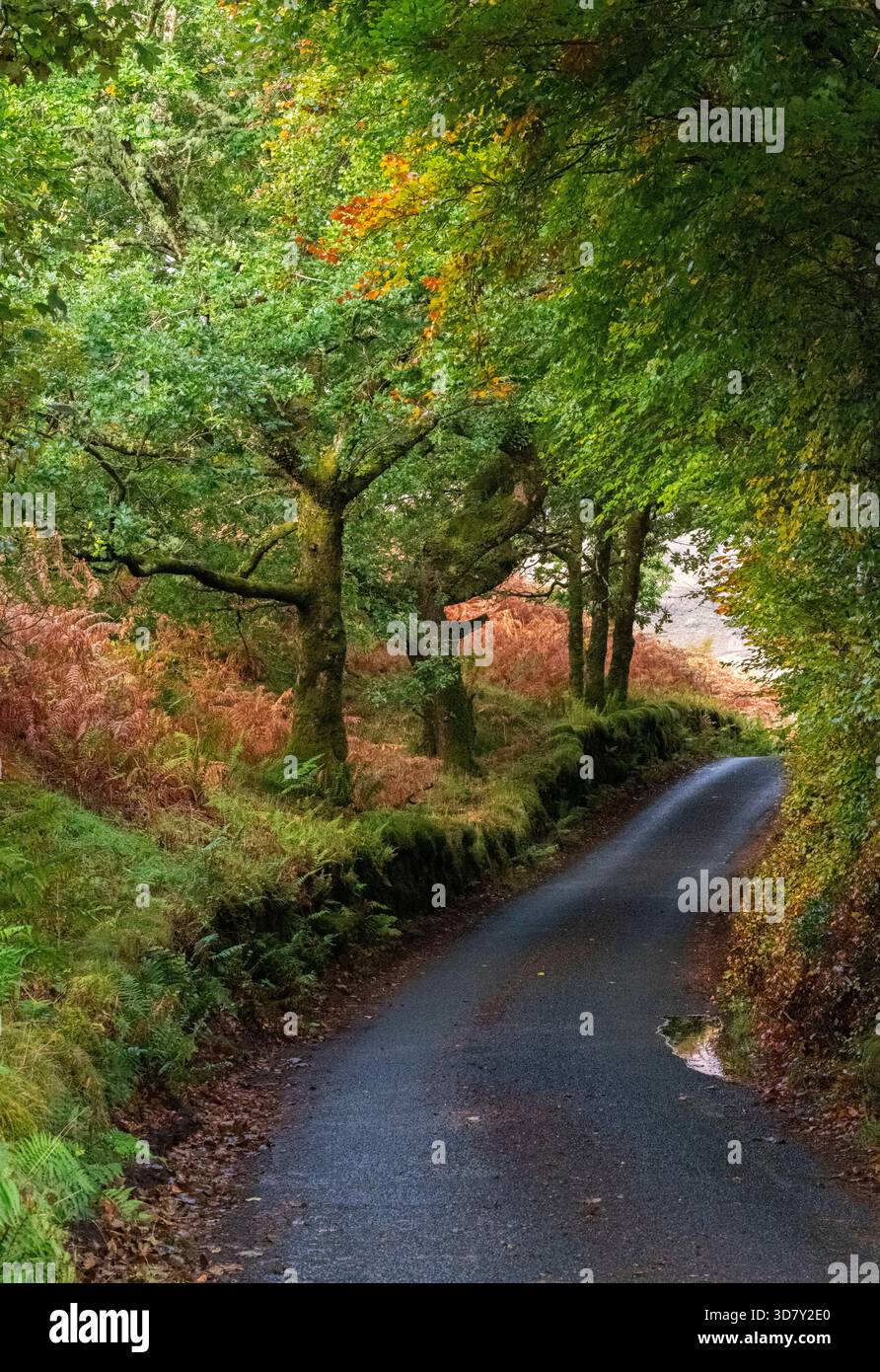 Corsia a binario singolo sull'Isola di Mull , Ebridi meridionali, Scozia Foto Stock