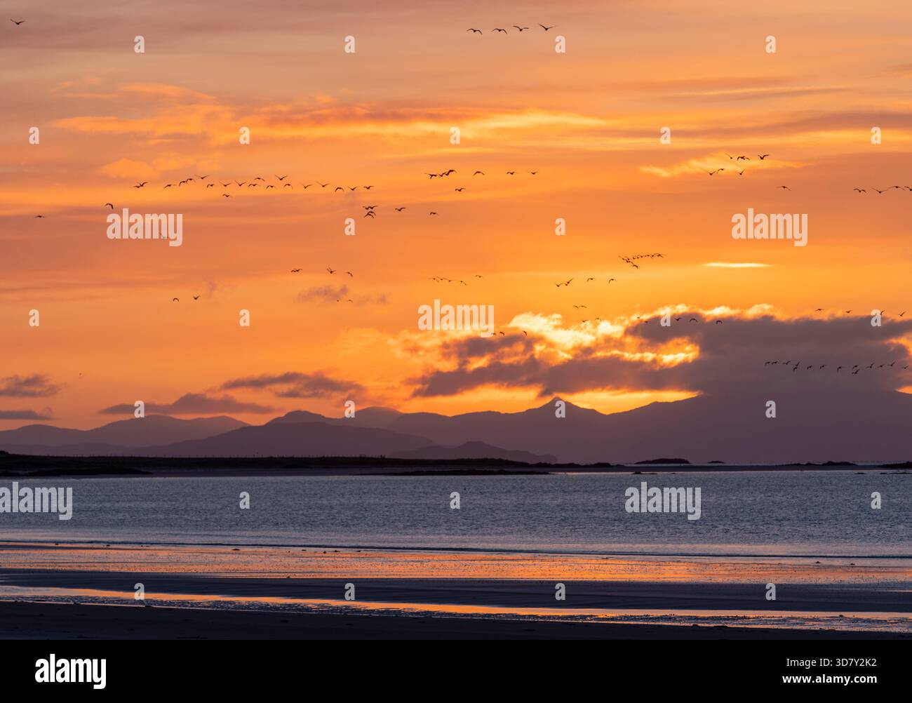 Uccelli marini all'alba sulla spiaggia di Kirkapol, Isola di Tiree, Ebridi meridionali, Scozia Foto Stock