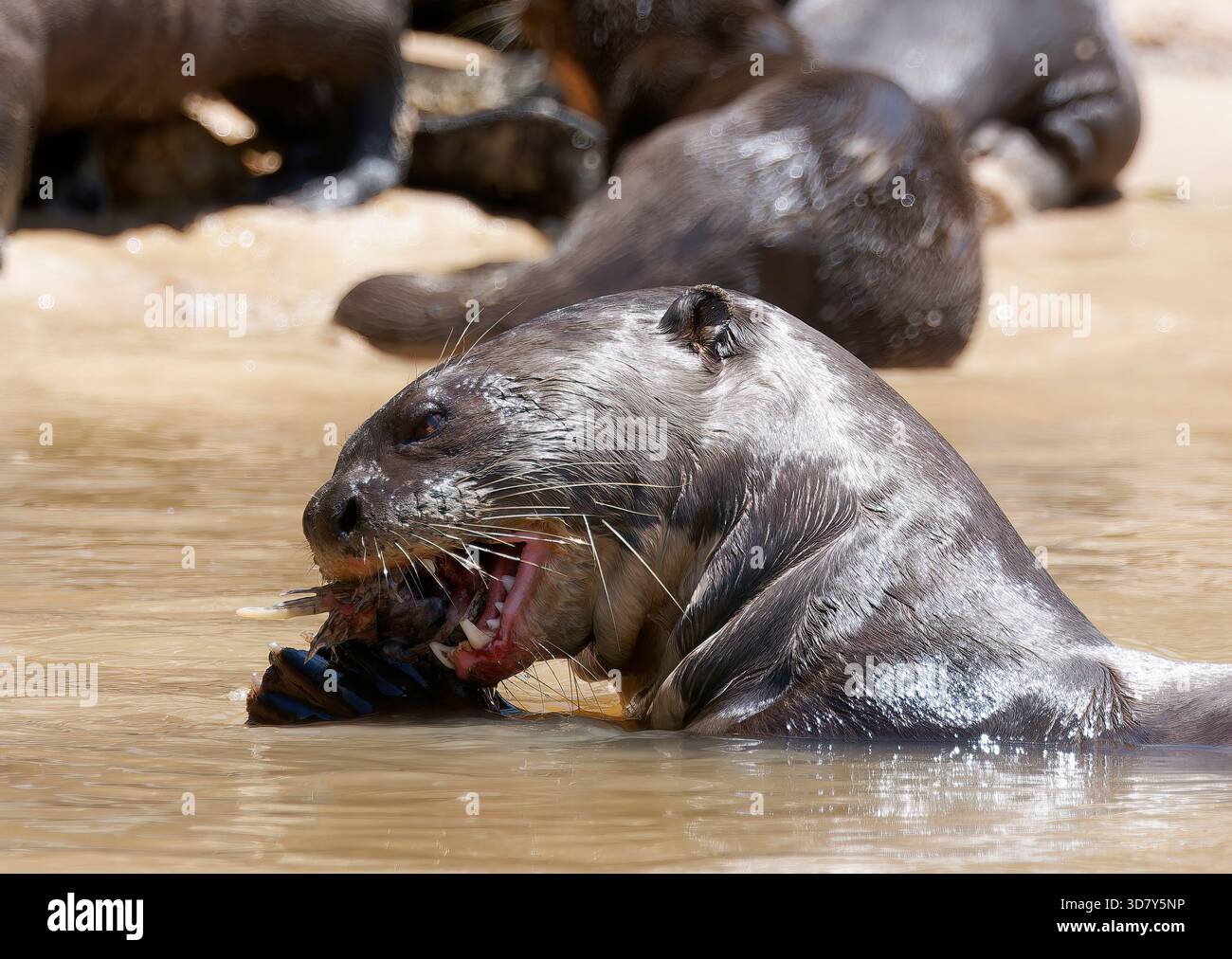 Lontra gigante o lontra gigante di fiume, Riesenotter, Loutre géante, Pteronura brasiliensis, óriásvidra, Pantanal, Mato grosso, Brasile, Sud America Foto Stock
