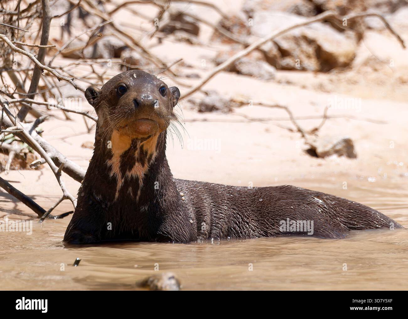 Lontra gigante o lontra gigante di fiume, Riesenotter, Loutre géante, Pteronura brasiliensis, óriásvidra, Pantanal, Mato grosso, Brasile, Sud America Foto Stock