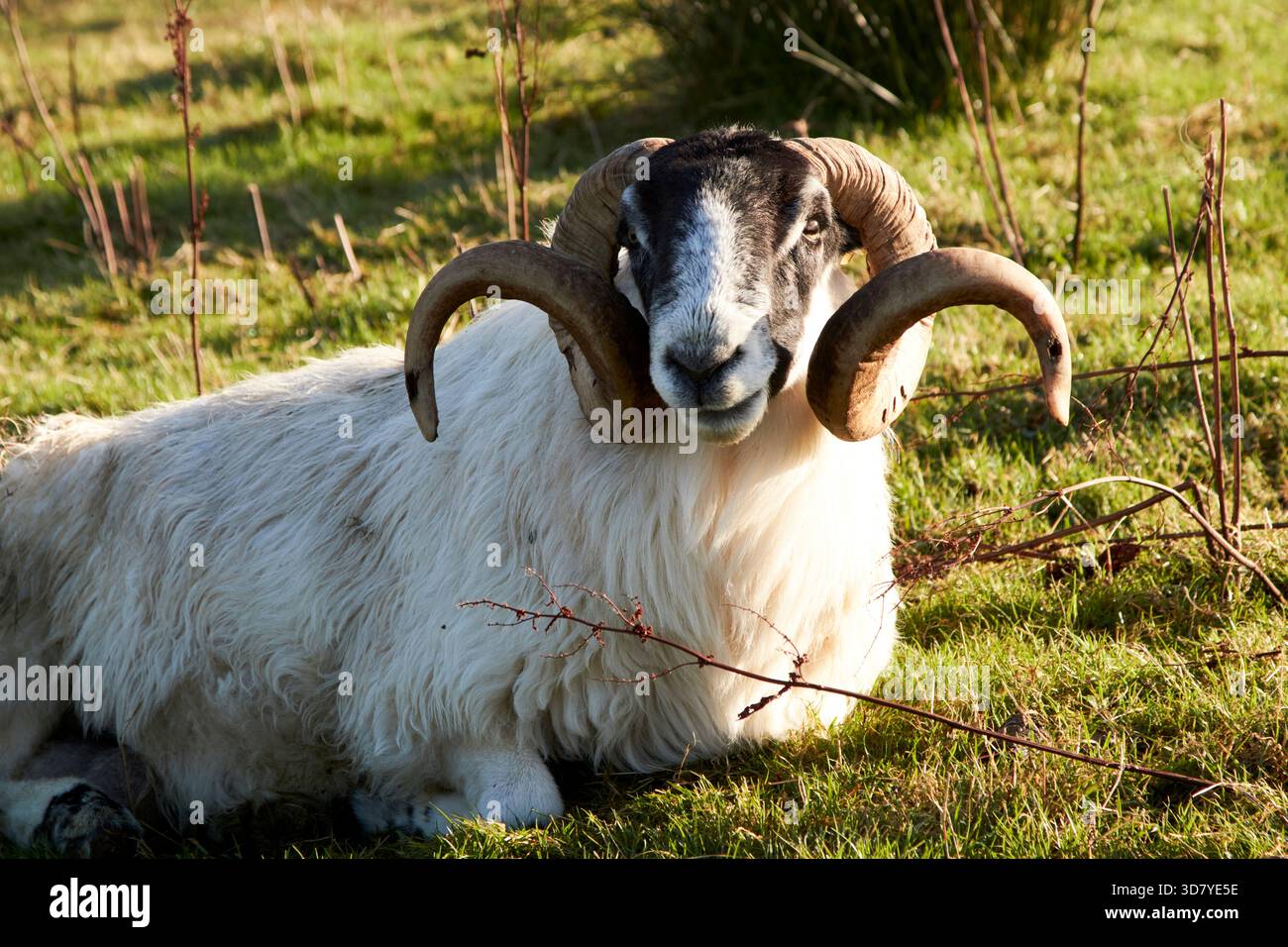 pecore dalla faccia nera con enormi corna ricurve distese in un campo cashel glencolumbkille county donegal repubblica d'irlanda Foto Stock