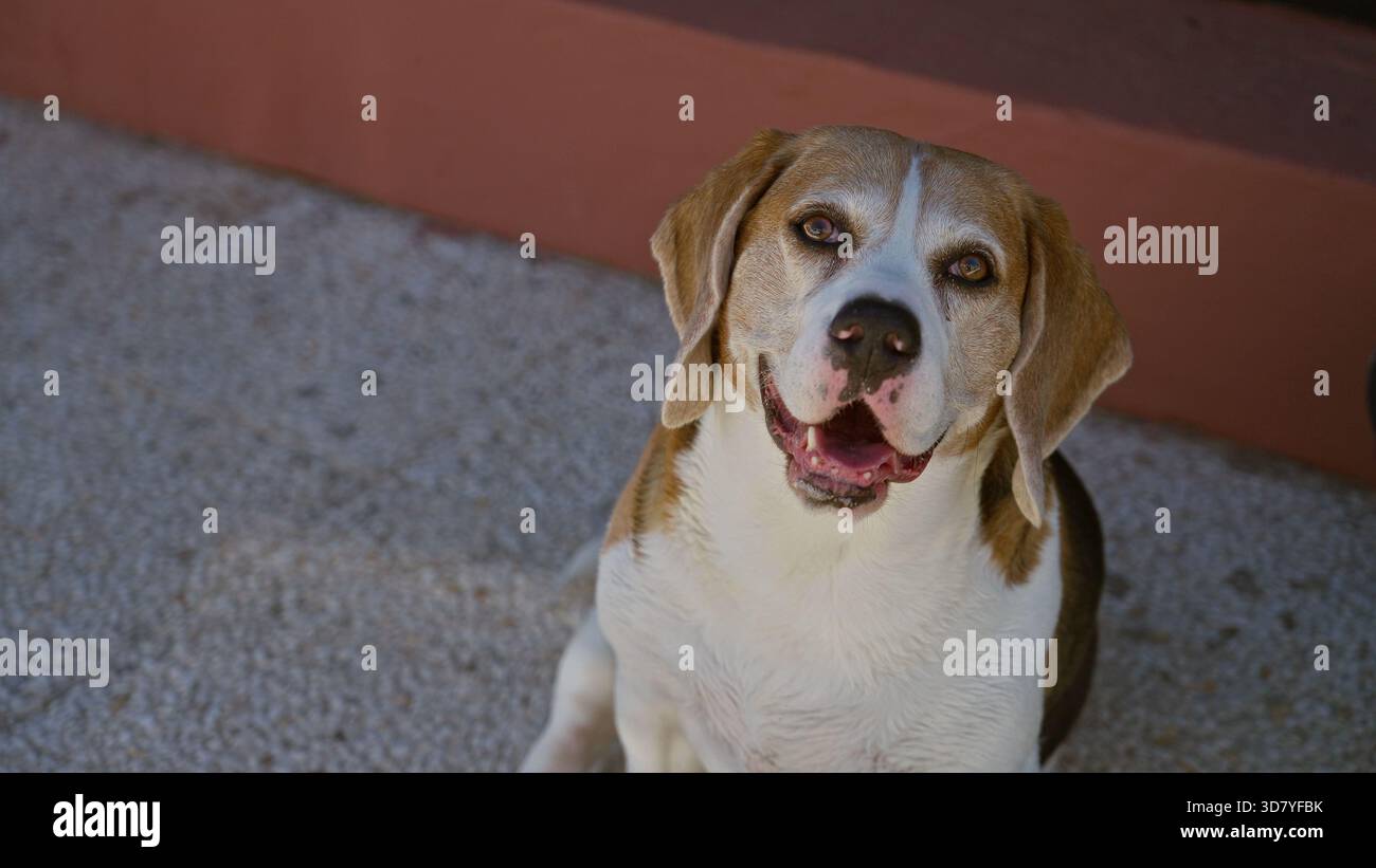 Beagle Dog seduto all'aperto su un marciapiede illuminato dal sole sorridente e guardando in alto in un tranquillo giardino estivo. Foto Stock