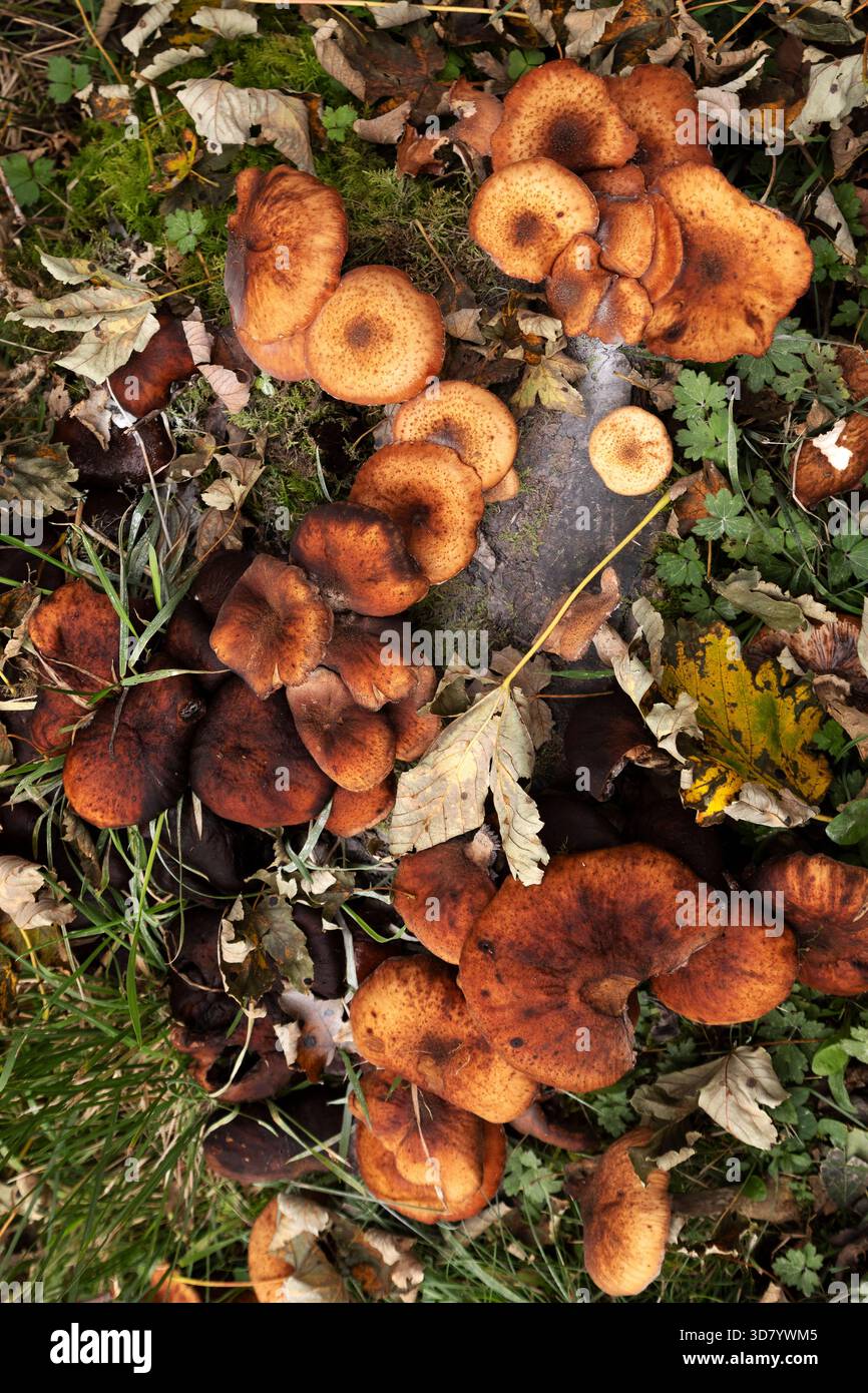 Funghi che crescono nel Loch Lomond e nel Trossachs National Park, in Scozia. Si vedono in autunno. Foto Stock