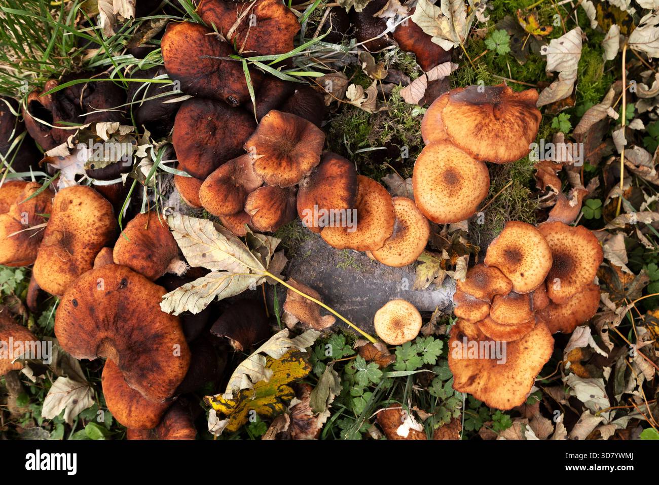 Funghi che crescono nel Loch Lomond e nel Trossachs National Park, in Scozia. Si vedono in autunno. Foto Stock