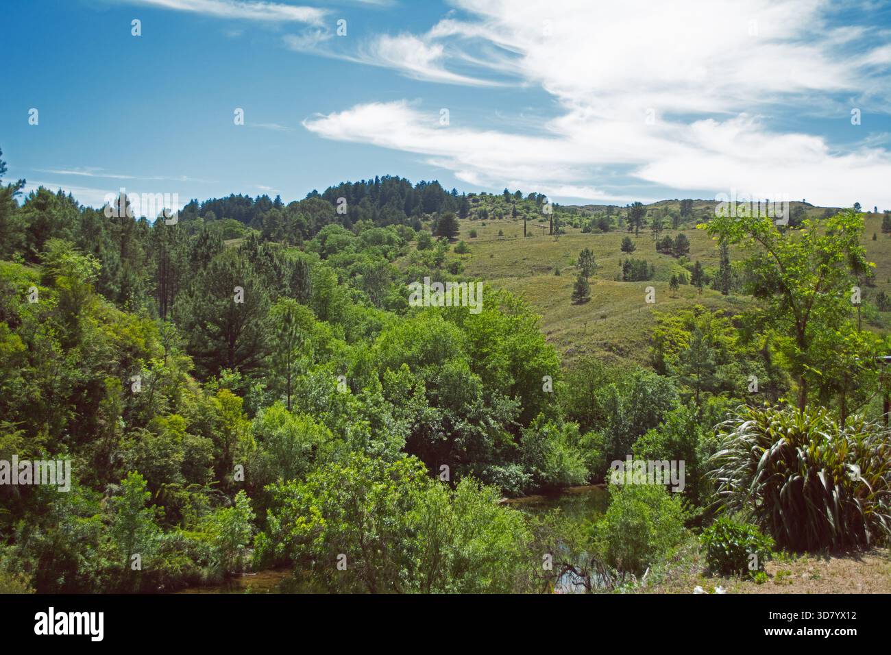 Ampia ripresa di un paesaggio montano con una foresta sullo sfondo. Ci sono molti alberi, rocce e vegetazione in generale. Sparato alla luce del giorno in primavera. Foto Stock